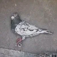 سار هفرنگ|پرنده|نیشابور, خط کاشمر|دیوار