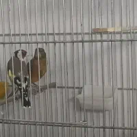 سهره و قناری|پرنده|کرمانشاه, |دیوار