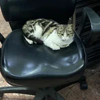 بچه گربه واگذاری