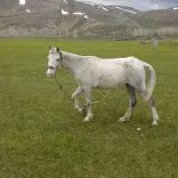 اسب جوان وسرحال وآرام