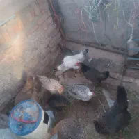 مرغ محلی|حیوانات مزرعه|جلگه ماژان, |دیوار