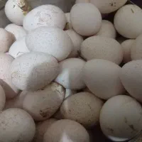 تخم بوقلمون