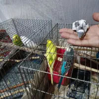 دوجفت مرغ عشق با یه عدد جوجه|پرنده|کبودرآهنگ, |دیوار