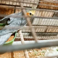 عروس هلندی نر سخنگو|پرنده|رباط‌کریم, حصار مهتر|دیوار