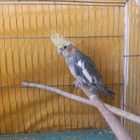 عروس هلندی