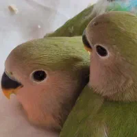 جوجه طوطی