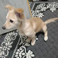 سگ اشپیتز ماده