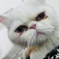 گربه اصیل|گربه|کرمان, |دیوار