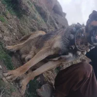 سگ نر دوم فر