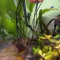 گیاه پلنت|ماهی|رشت, رشتیان|دیوار