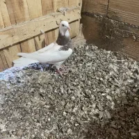 تعدادی کبوتر