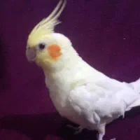یک جفت عروس هلندی