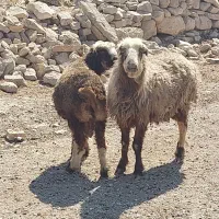 میش بره دار سرحال سالم سالم|حیوانات مزرعه|ارم, |دیوار