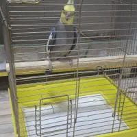 عروس هلندی نر بالغ