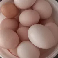 تخم مرغ محلی