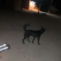 واگذاری توله سگ ۱ ساله ژرمن