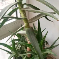 آلورا گل|گل مصنوعی|آذرشهر, |دیوار