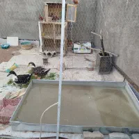 اردک رسمی تپل مدل تخمگذار