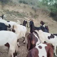 فروش بزوبزغاله|حیوانات مزرعه|کلاله, |دیوار