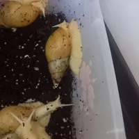 حلزون آچاتینا سوپر مولد