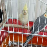 جفت عروس هلندی