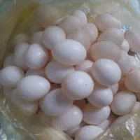 تخم کبوتر تازه یخچالی