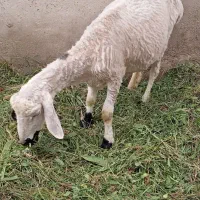 با سلام میش دوقلو زا سرحال بخور