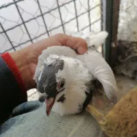 کبوتر گلی پرپا یا پشتی پرپا زرد سبز نباتی|پرنده|تربتحیدریه, رجایی|دیوار