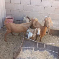 بز جوان دورگ سانن و ابستن|حیوانات مزرعه|طبس, |دیوار