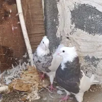 کبوتر،طوقی،نروماده،بدون خطا
