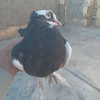 فروش سه تا کبوتر