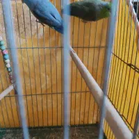 طوطی|پرنده|خمینی‌شهر, |دیوار