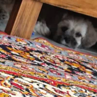 سگ شیتزو پامر خیلی باهوش سه ماهه