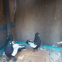 کبوتر|پرنده|تبریز, |دیوار