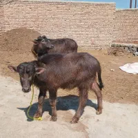 گاو میش