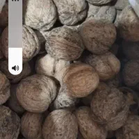 گردوپوست کاغذی