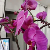 گل ارکیده طبیعی