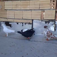 کبوتر تهرانی و لوتی|پرنده|باسمنج, |دیوار