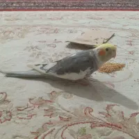 عروس هلندی گمشده|حیوانات|کرمانشاه, |دیوار