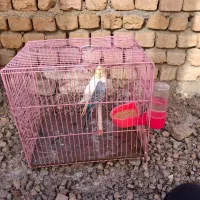 یک عدد عروس هلندی ومرغ عشق