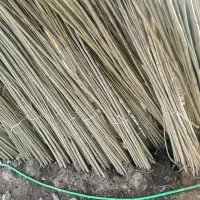 انواع نهال فقط 55 هزار تومان صنوبر ترکیه 15 هزار