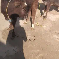 گوساله ‌محلی‌چاق‌چاق