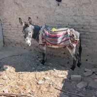 حیوانات مزرعه