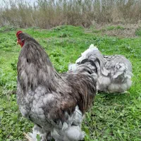 جوجه برهما