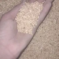 گندم