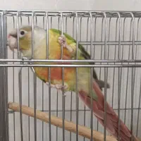 طوطی|پرنده|اصفهان, جلالیه|دیوار