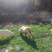 بز نر هل|حیوانات مزرعه|سیوان, |دیوار