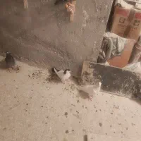 کفتر المانی فروشی پلاک دار و ساده پشت خاکستری|پرنده|طرقبه, |دیوار