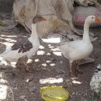 غاز نرماده کاملا سالم
