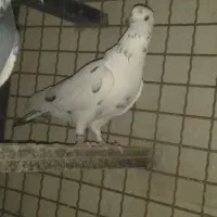 کبوتر